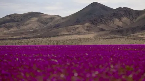 A Blooming Marvel: Rare Wildflowers Transform the Atacama Desert