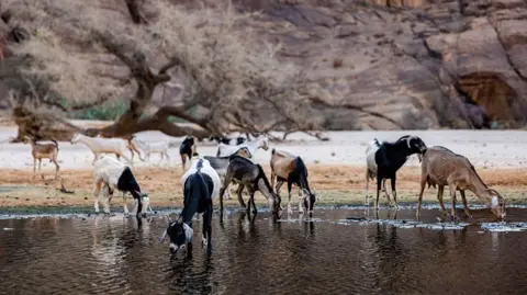Chad Ends Partnership with Wildlife Charity Associated with Prince Harry