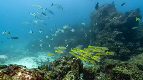Milestone Reached: Key Oceans Treaty Set to Become Law