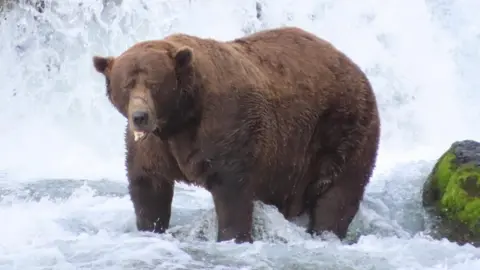 Chunk the Brave: Brown Bear Triumphs in Fat Bear Week Amid Injury