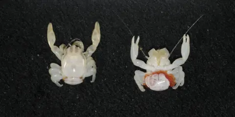 Remarkable Discoveries: Almond-Sized Crab and Lantern Shark Found Off Australian Coast