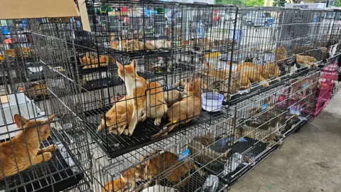 Hundreds of Cats Rescued as Vietnam Police Foil Meat‑Trade Ring