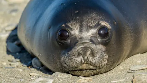 Bird Flu Devastates Baby Seals on Remote Australian Island