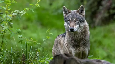 Wolf Attack Shocks Hamburg Shoppers as Woman Bitten