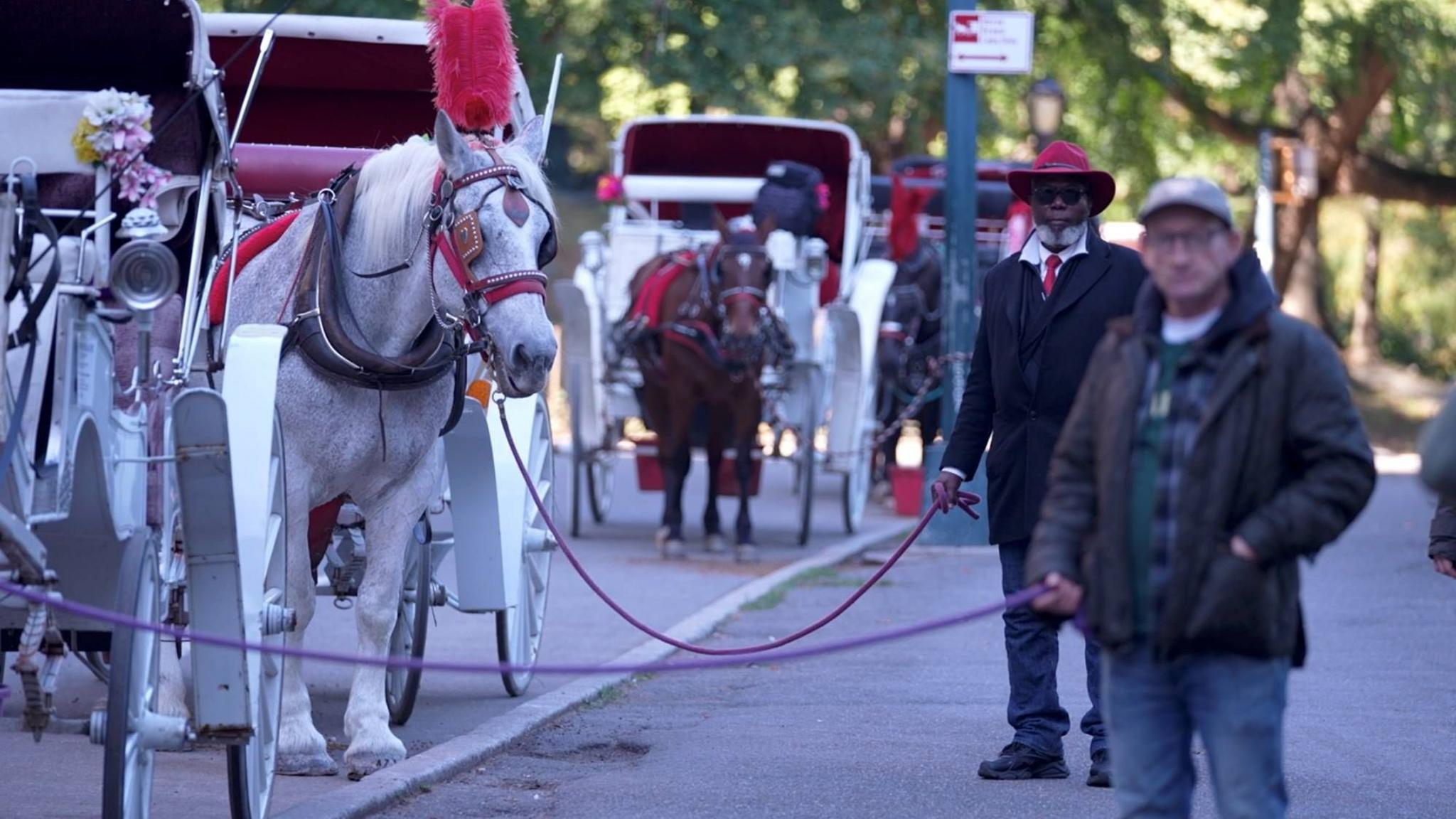 NYC Moves to Ban Horse‑Drawn Carriages – Drivers Fear Income Loss