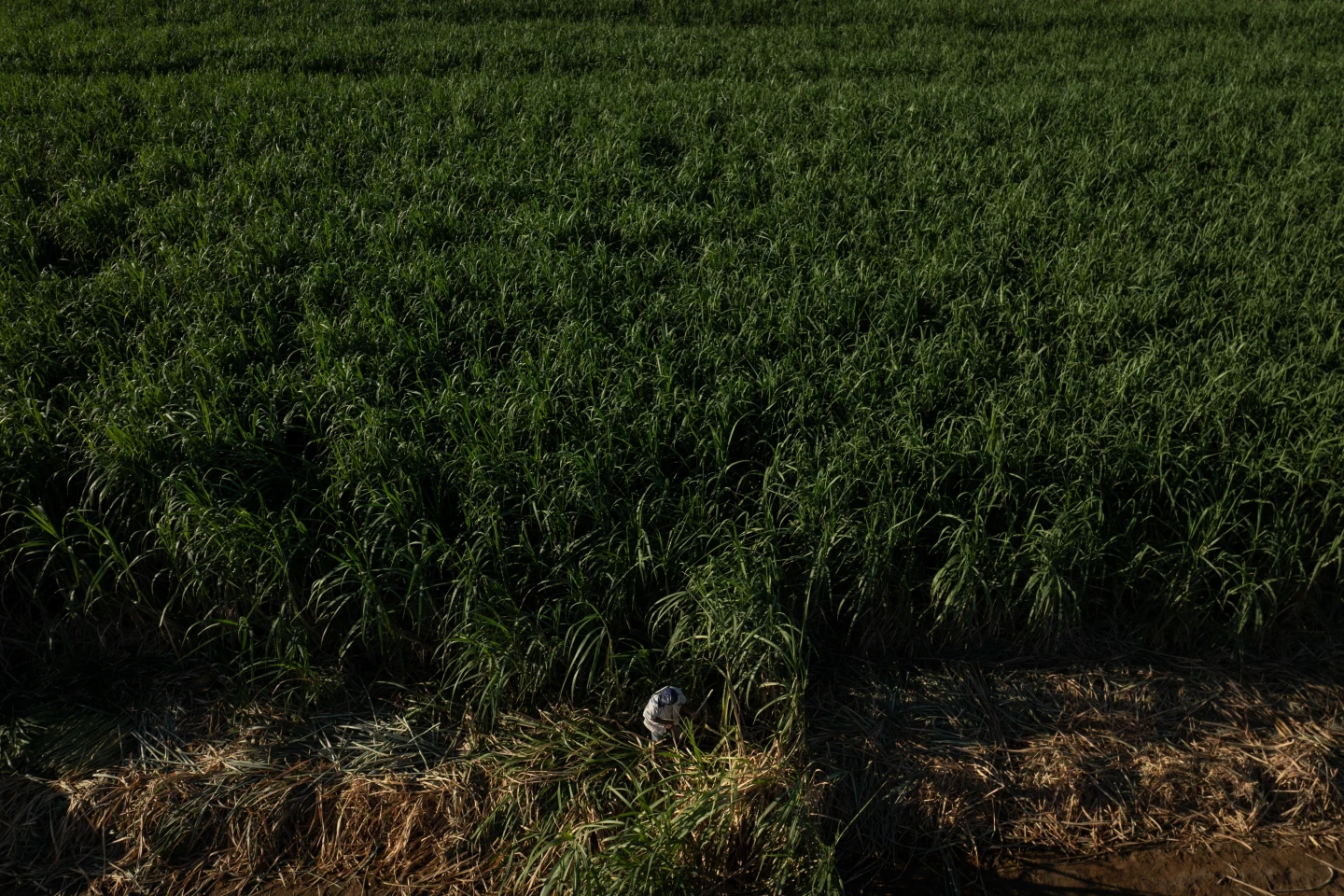 Farmworkers Face Rising Heat Risks in California's Imperial Valley