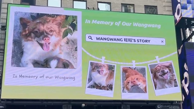 Censorship sparks global activism as Chinese animal lovers fight abuse abroad