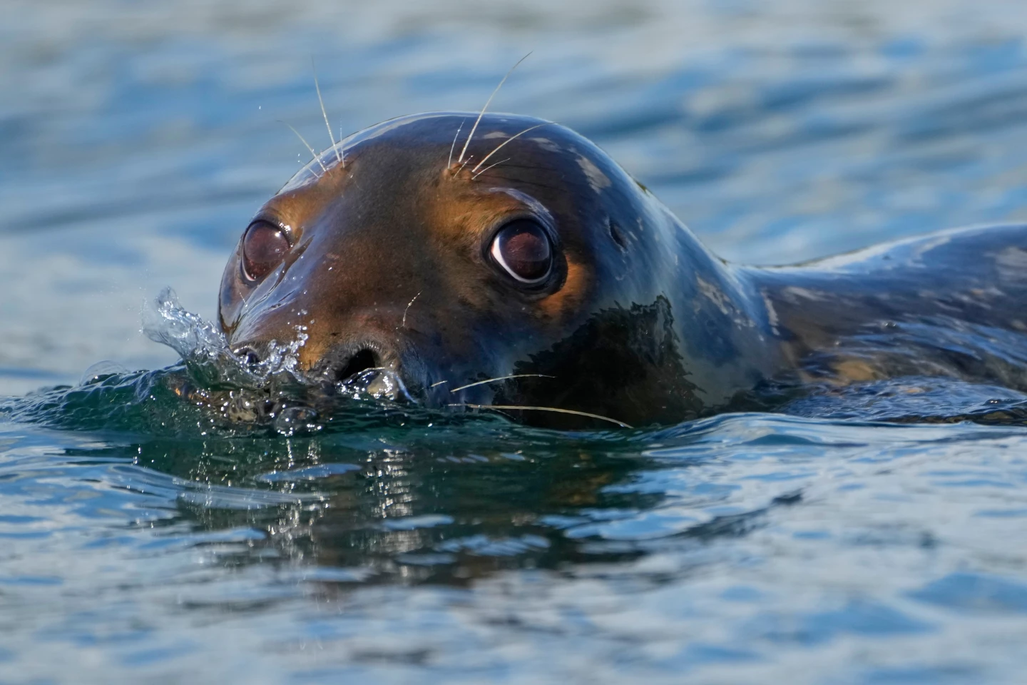 Republican Lawmakers Move to Weaken Marine Mammal Protection Act