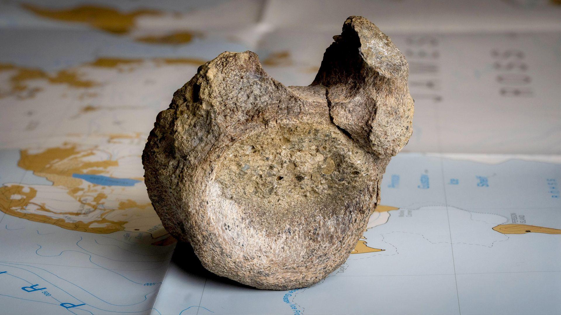 Hidden in a Drawer: First Dinosaur Bone Unearthed in Antarctica