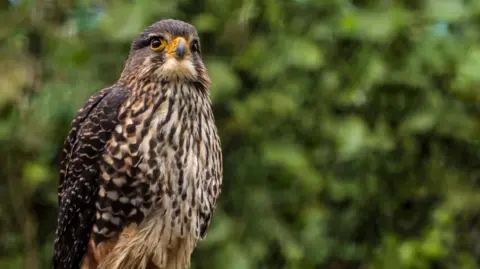 New Zealand's Falcon Wins Bird of the Year Title