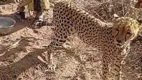 Kenyan Family Adopts Orphaned Cheetah Cub, Embracing Unconventional Kinship