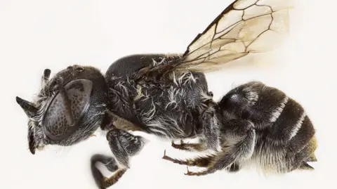 Devilish Discovery: New 'Lucifer' Bee Species Unveiled in Australia