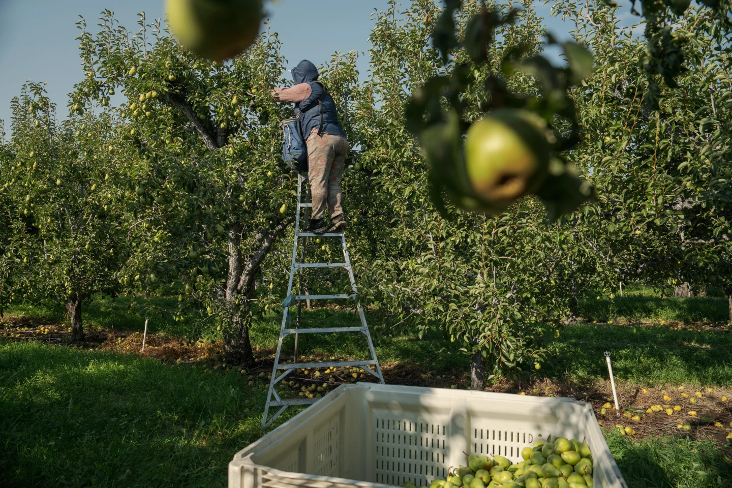 Pregnancy and Pesticides: The Harrowing Reality for Farm Workers in Extreme Heat