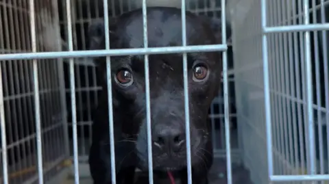 BBC's Investigative Triumph: Unveiling Europe's Dog Fighting Network