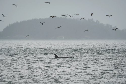 Innovative Fiber-Optic Network Deployed to Protect Endangered Orcas