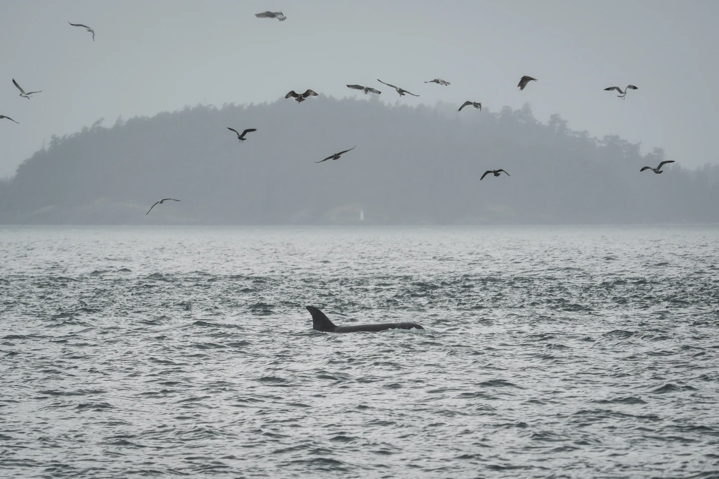 Innovative Fiber-Optic Network Deployed to Protect Endangered Orcas