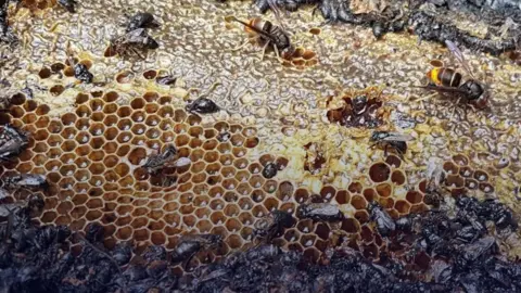 Devastating Arson in Almere: Half a Million Bees Lost