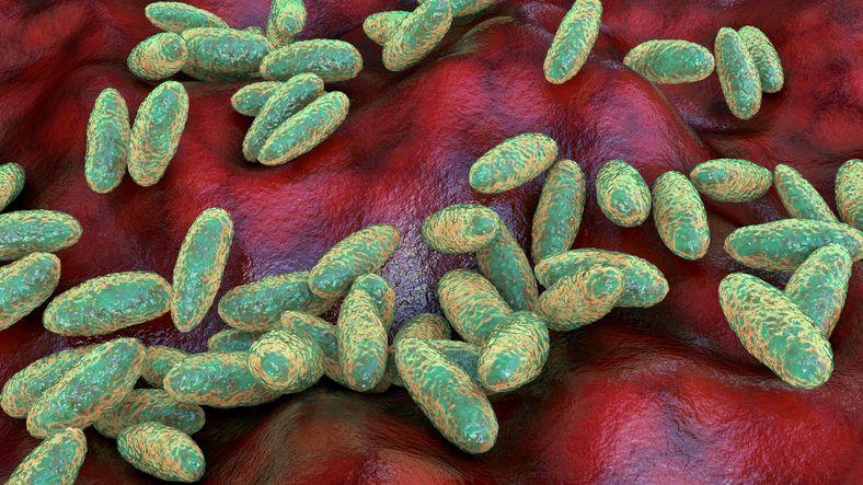 WHO Seeks Insight Amid Russian Plague Lab Worker Death