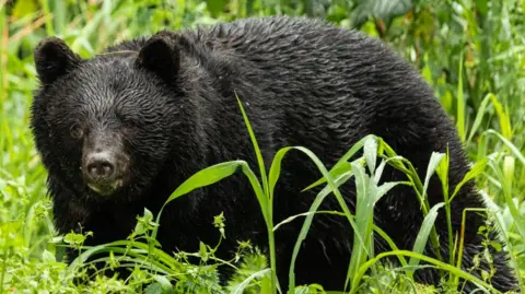 Record High Bear Attacks in Japan Claim Seven Lives This Year