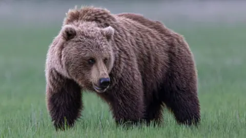 Grizzly Bear on the Loose After Attacking School Group in British Columbia