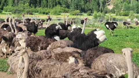 Supreme Court Declines Appeal to Halt Ostrich Cull in British Columbia