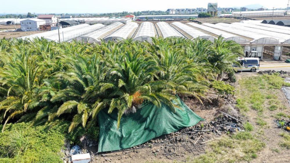 Jeju Island Tragedy: Four Bodies Discovered Amid Police Scandal