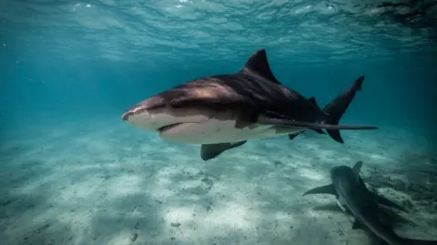 Rising Shark Encounters on Australia's East Coast: Examining the Recent Spike in Attacks