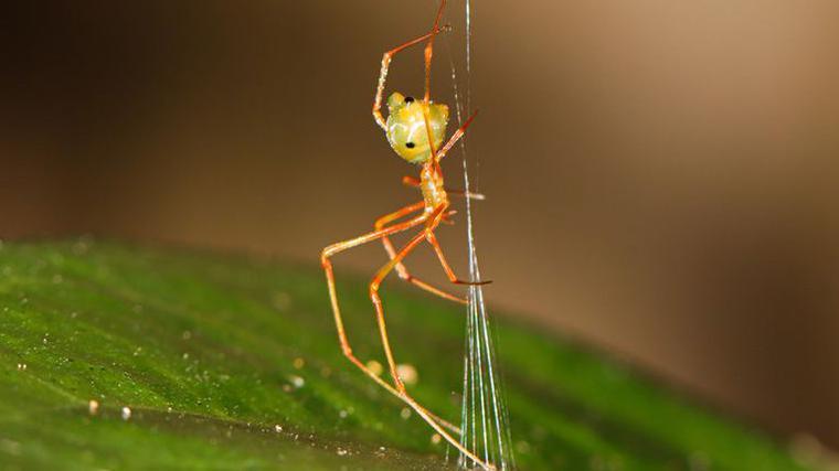 New Spider Catapults Ants into Web with Cannon‑Like Speed