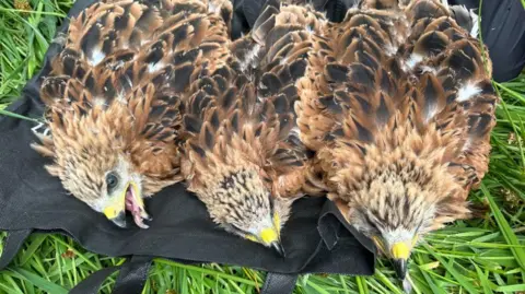 UK-Born Red Kites Help Revitalize Spanish Population