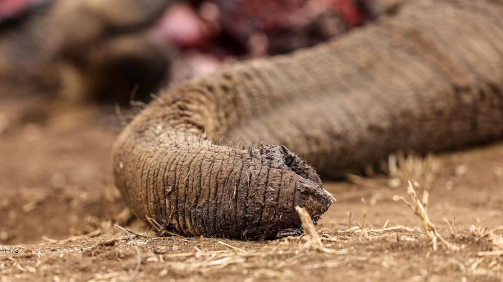 Four Arrested in Kenya Over Alleged Elephant Poisoning Amid Masked Tomato Farms