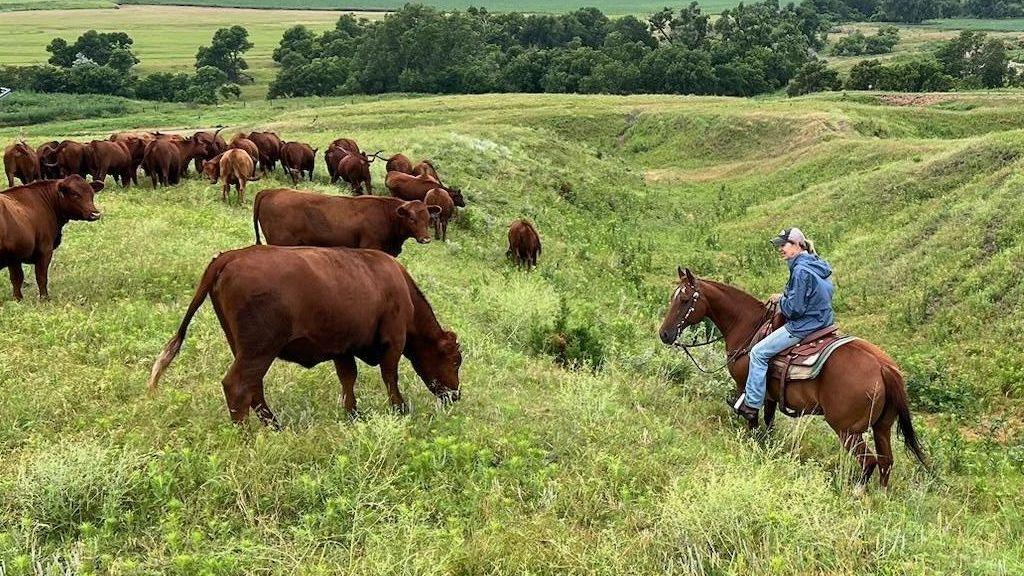 Nebraska ranchers face sky‑high costs amid Trump‑backed policies