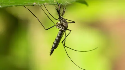 Iceland Encounters Its First Mosquitoes Amid Record High Temperatures