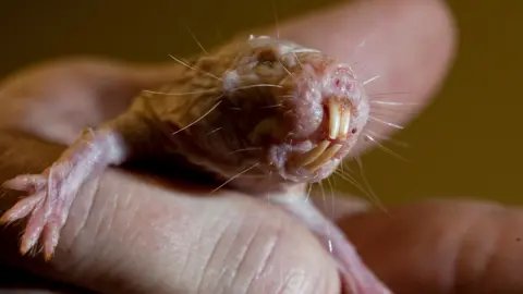 Naked Mole Rats Reveal Genetic Secrets to Longevity