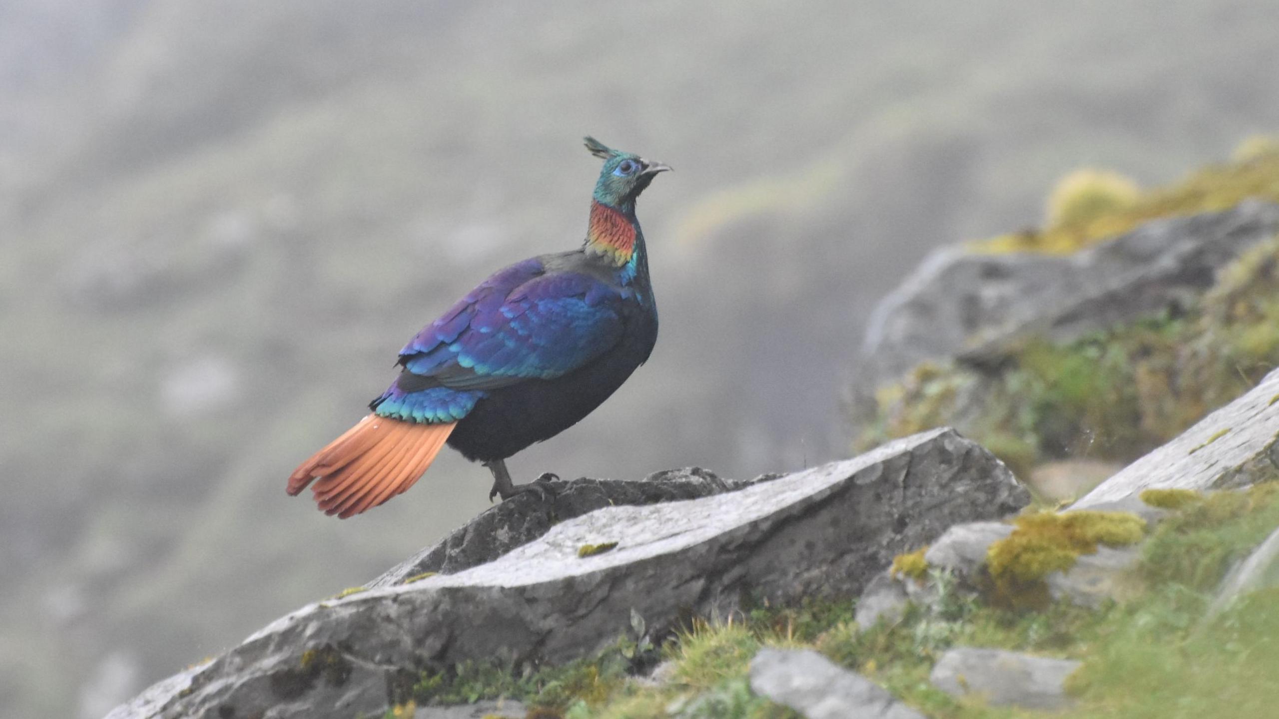Himalayan Monal’s Voice Shifts Amid Rising Human Noise, Study Finds