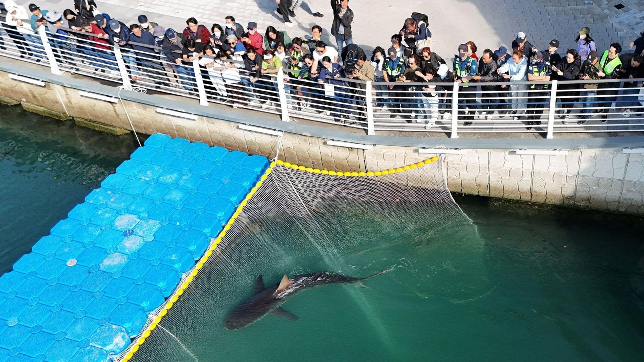 Bukangi swims in Busan canal