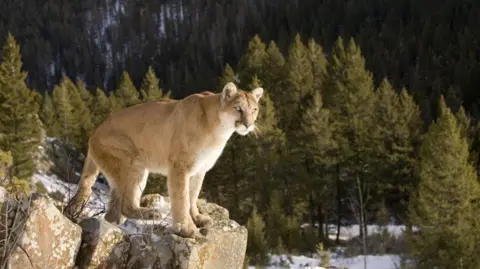 Tragic Mountain Lion Attack Claims Life of Hiker in Colorado