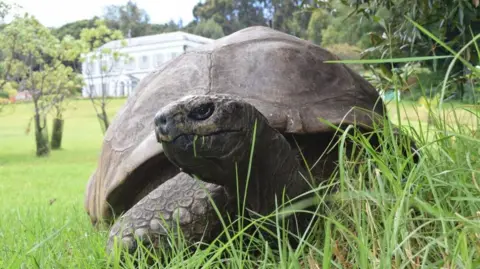 Farewell to Jonathan: The World's Oldest Known Tortoise Dies at 193