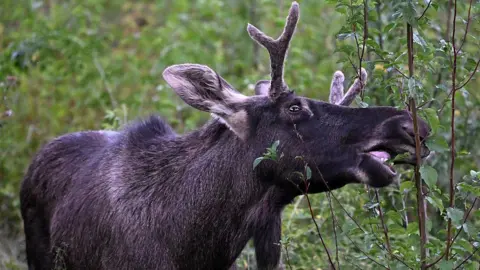 Emil the Elk's Summer Journey Ends: Captured and Released in Austria