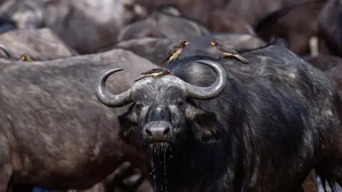 Tragic Drowning: Over 80 Buffaloes Perish in Namibia