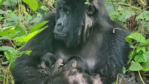 Historic Twin Births: Mountain Gorillas Welcome Rare Additions in Virunga National Park