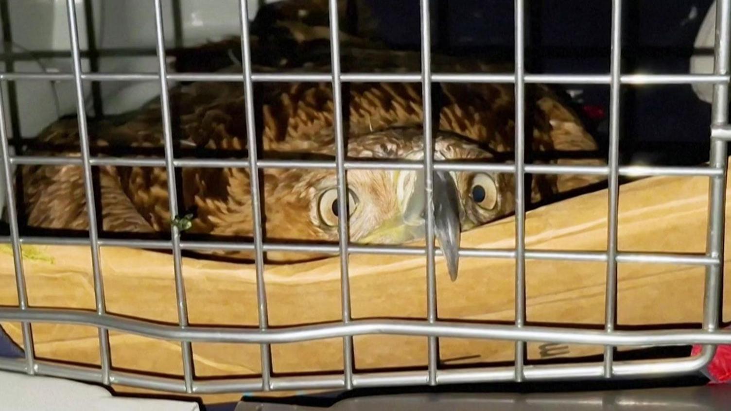 Eagle Feliks Rescued from Traffickers, Free to Rejoin Serbian Habitat