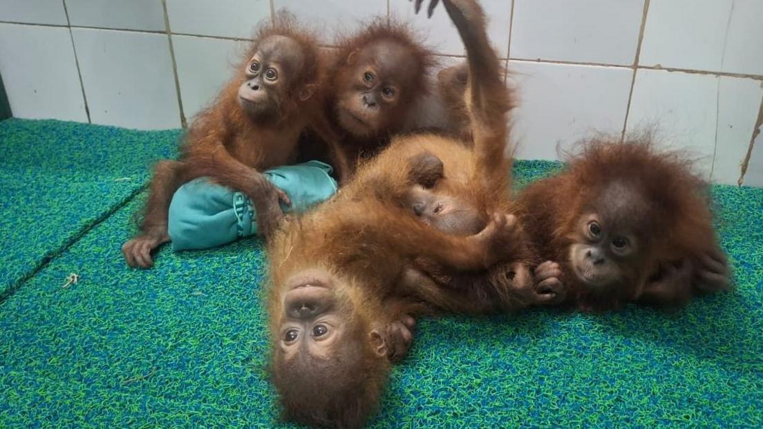 Five Baby Orangutans In Odisha Forest Spark Trafficking Inquiry