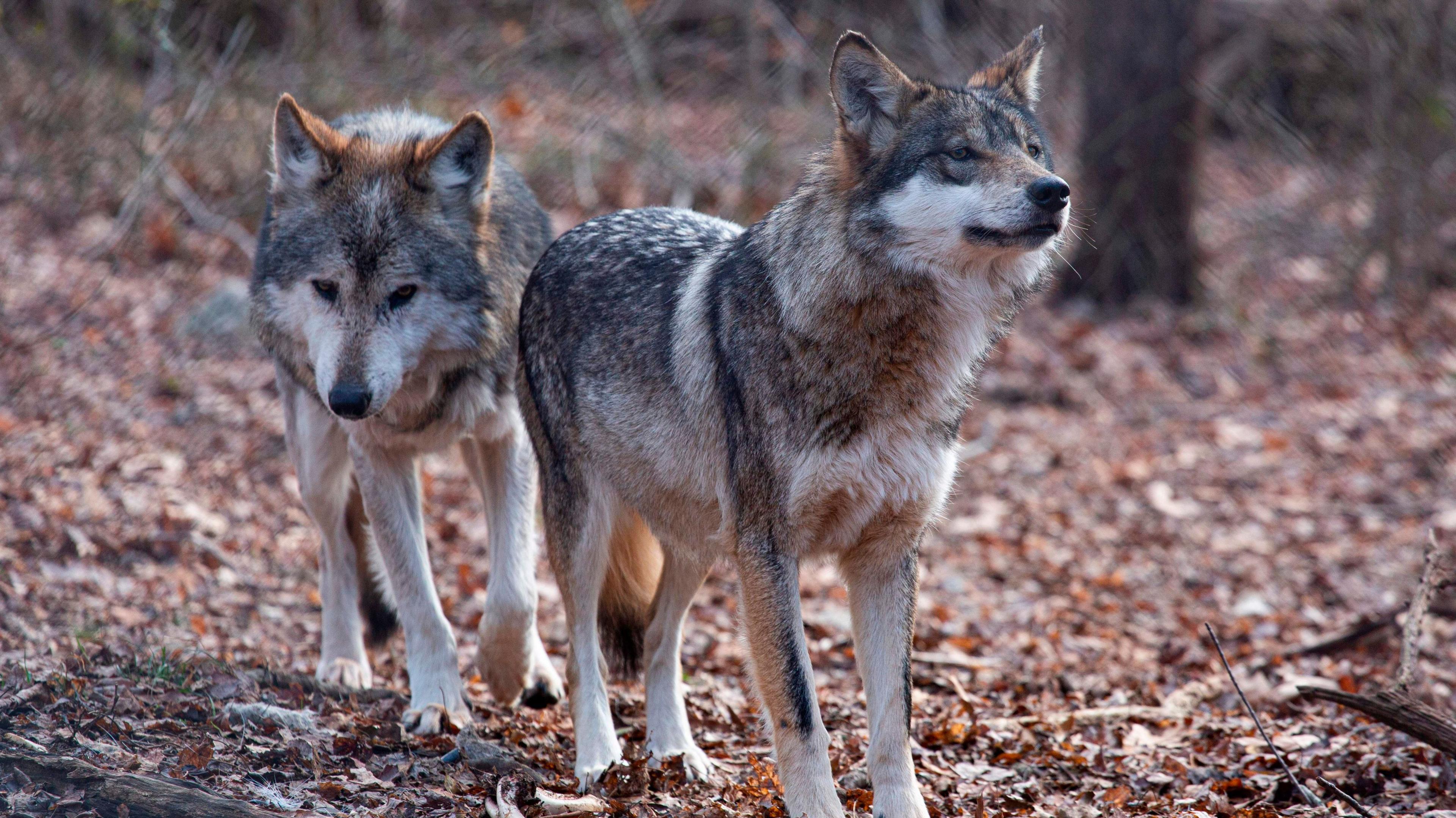 Trump Executive Order Aims to Remove Endangered Status for Grey and Mexican Wolves
