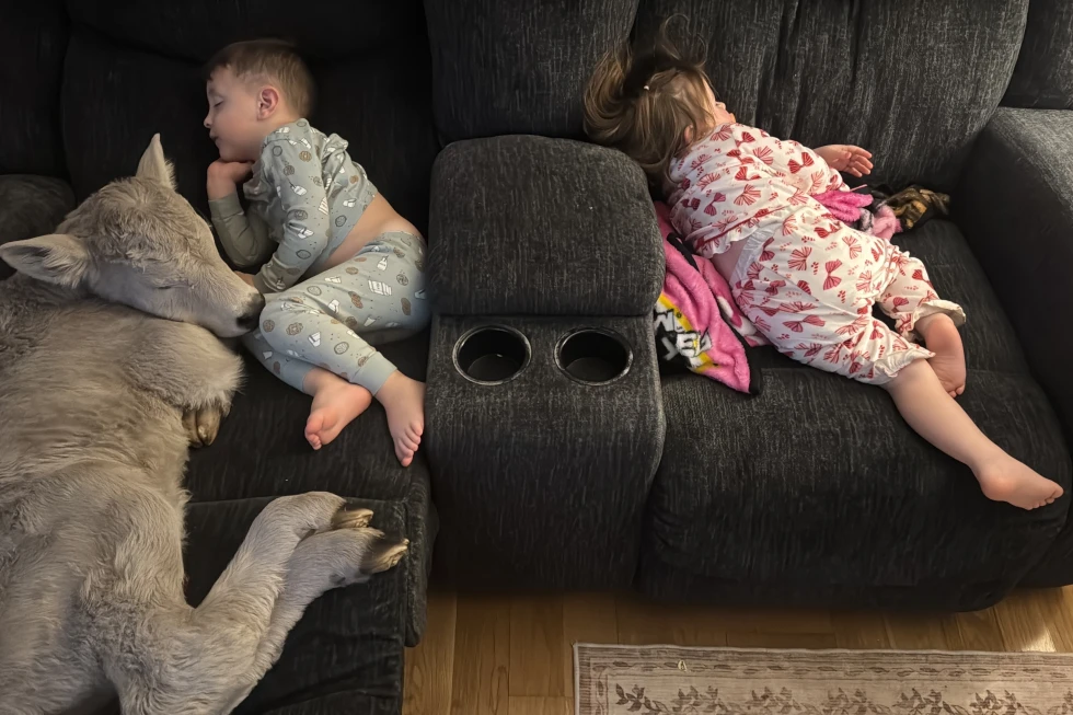 Kentucky Family Rescues Newborn Calf from Frigid Cold