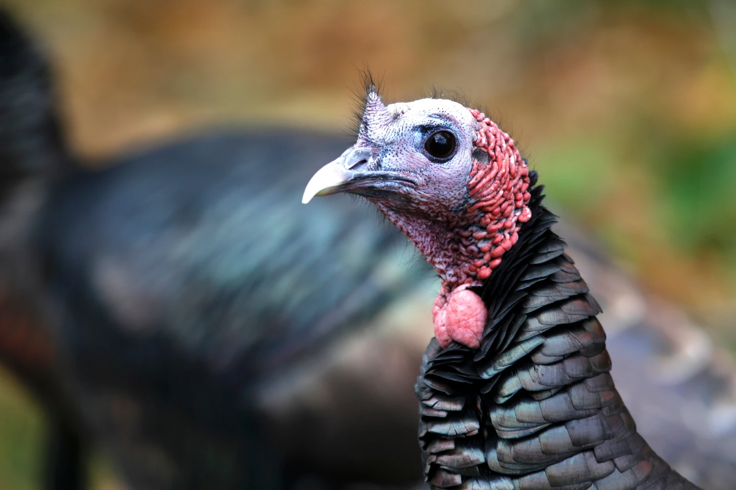 The Surprising History of Turkey Trades in Wildlife Conservation