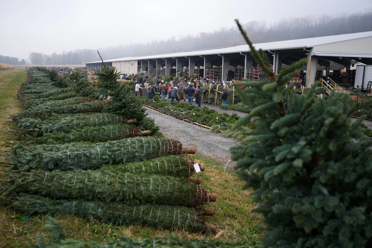 Holiday Spirit in Full Swing at Pennsylvania Christmas Tree Auction