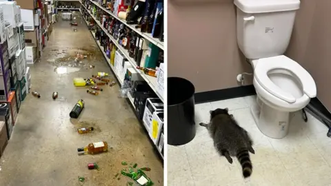 Intoxicated Raccoon Causes Havoc at Virginia Liquor Store