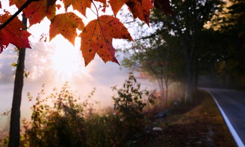 Drought Dulls Autumn Colors as Leaf-Peeping Season Begins